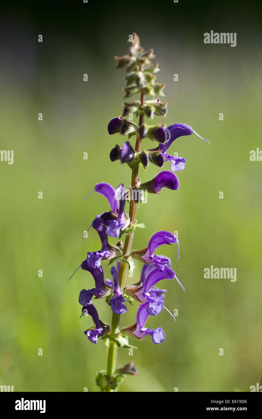 meadow clary, salvia pratensis Stock Photo - Alamy