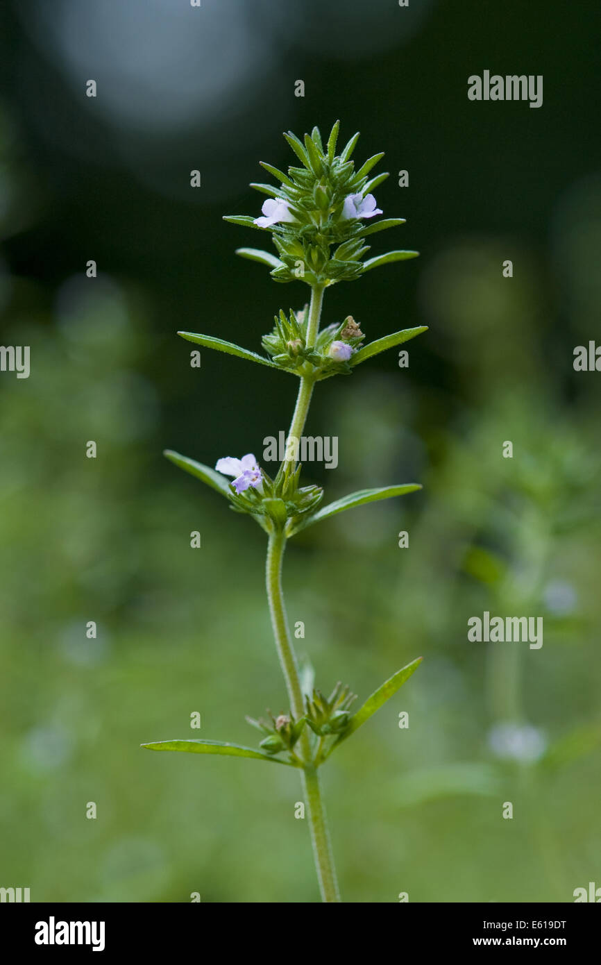 summer savory, satureja hortensis Stock Photo