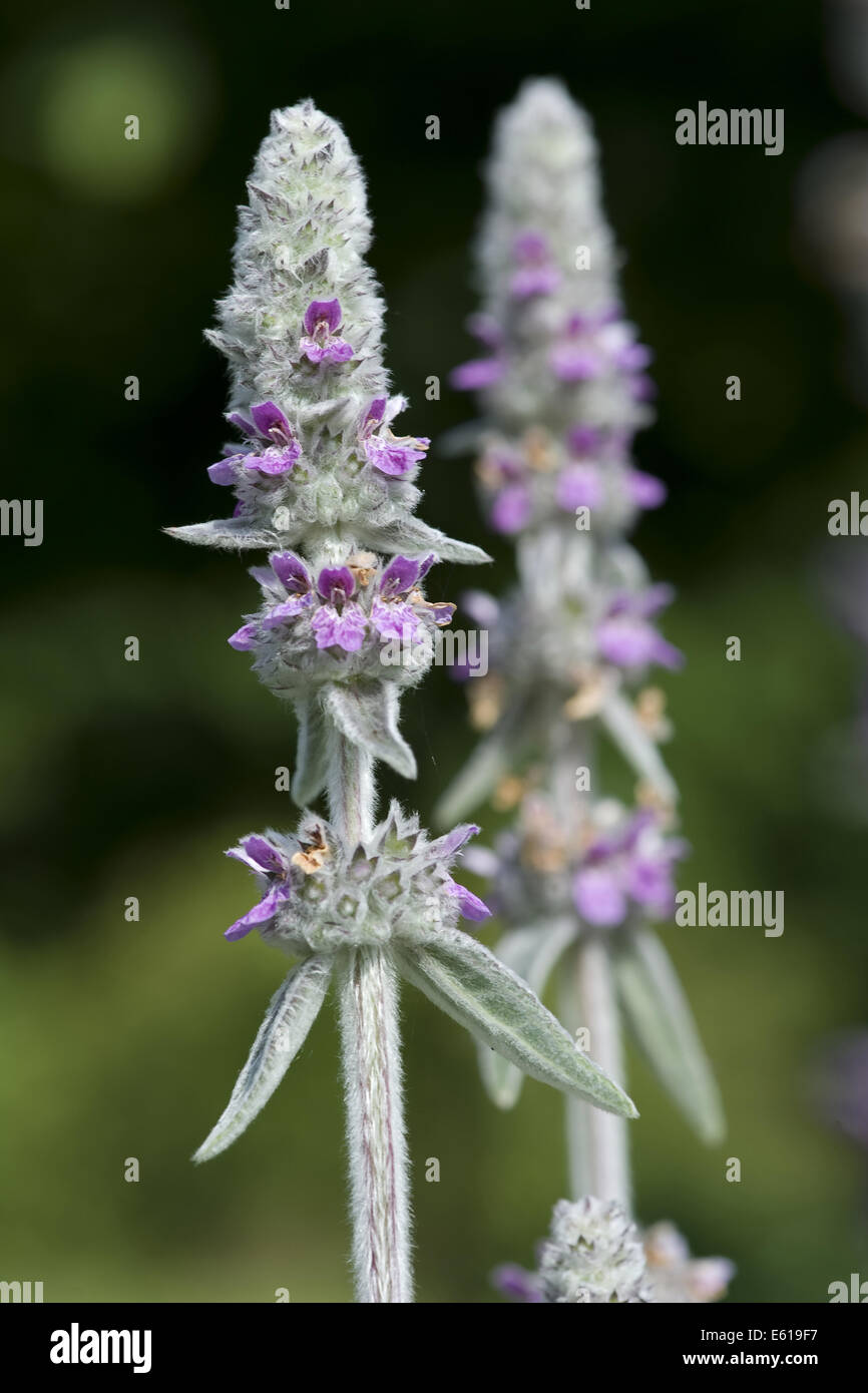 downy woundwort, stachys germanica Stock Photo