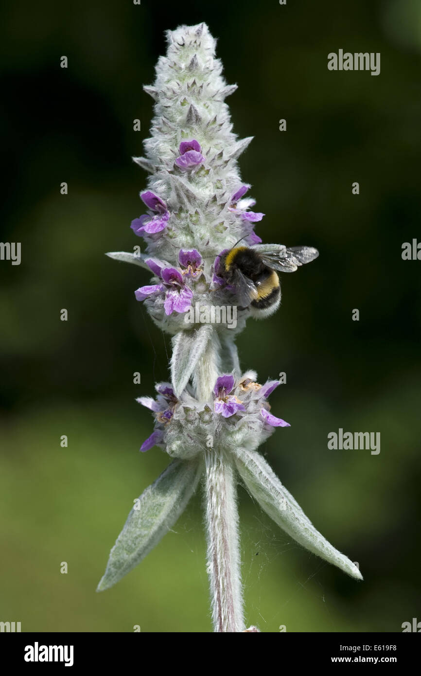 downy woundwort, stachys germanica Stock Photo