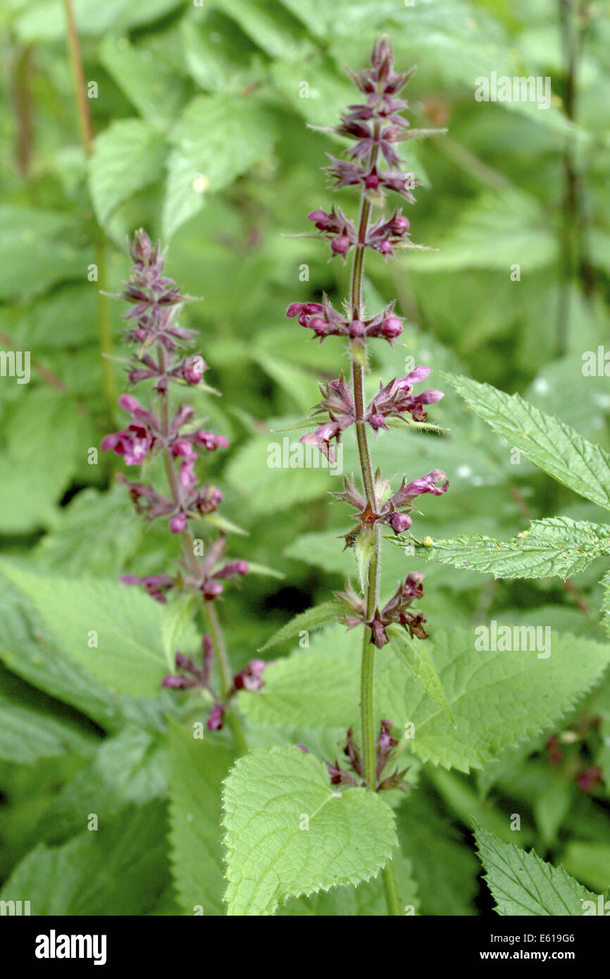 hedge-woundwort-stachys-sylvatica-hi-res-stock-photography-and-images