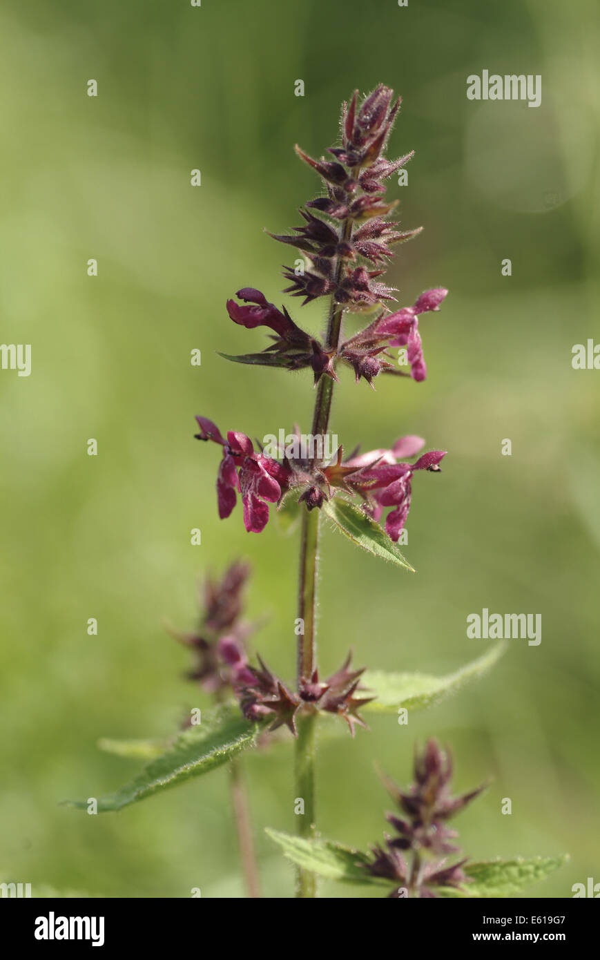 hedge woundwort, stachys sylvatica Stock Photo