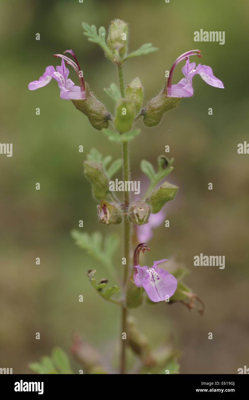 cut-leaved germander, teucrium botrys Stock Photo