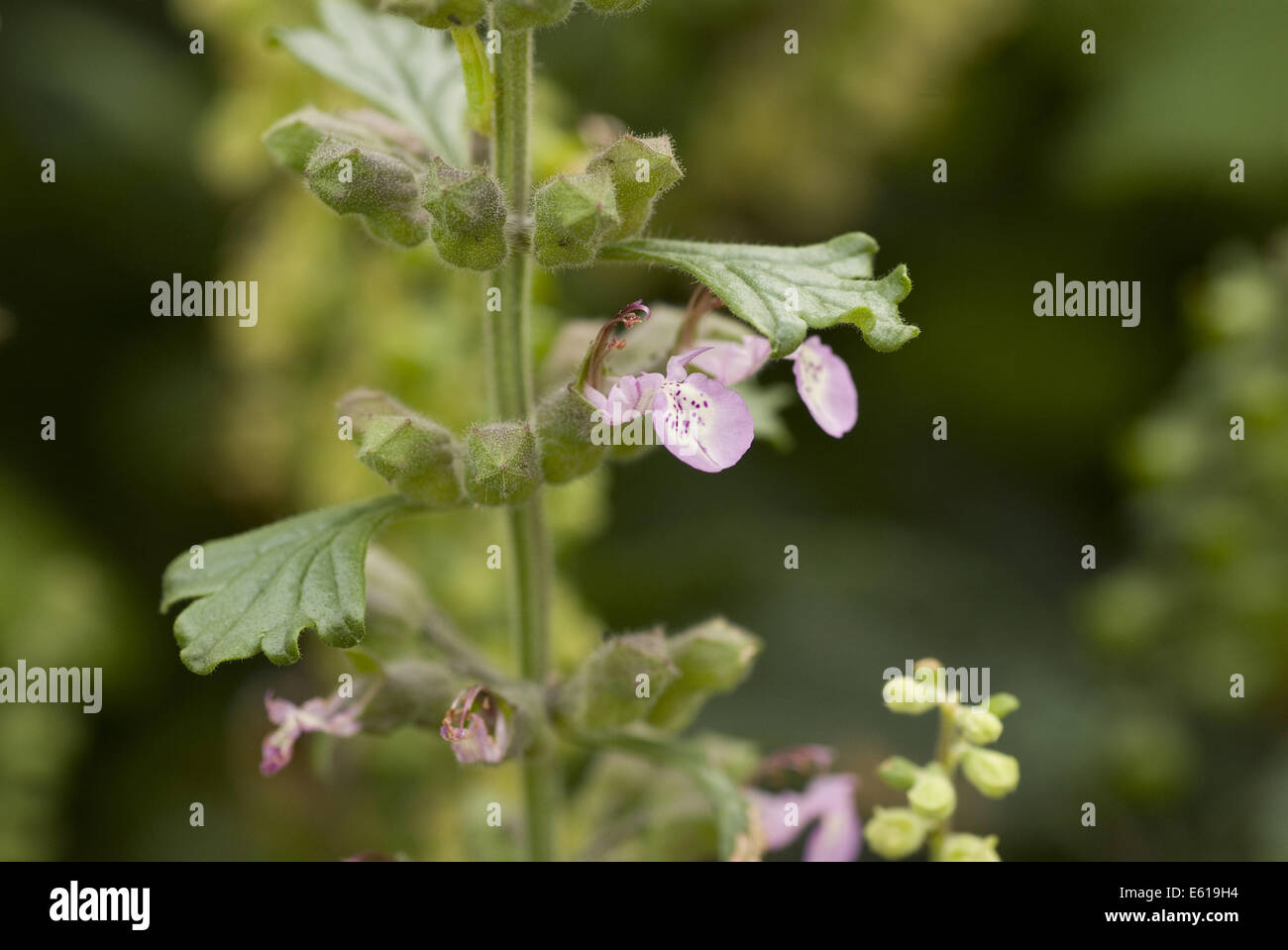 cat thyme, teucrium marum Stock Photo 72558896 Alamy