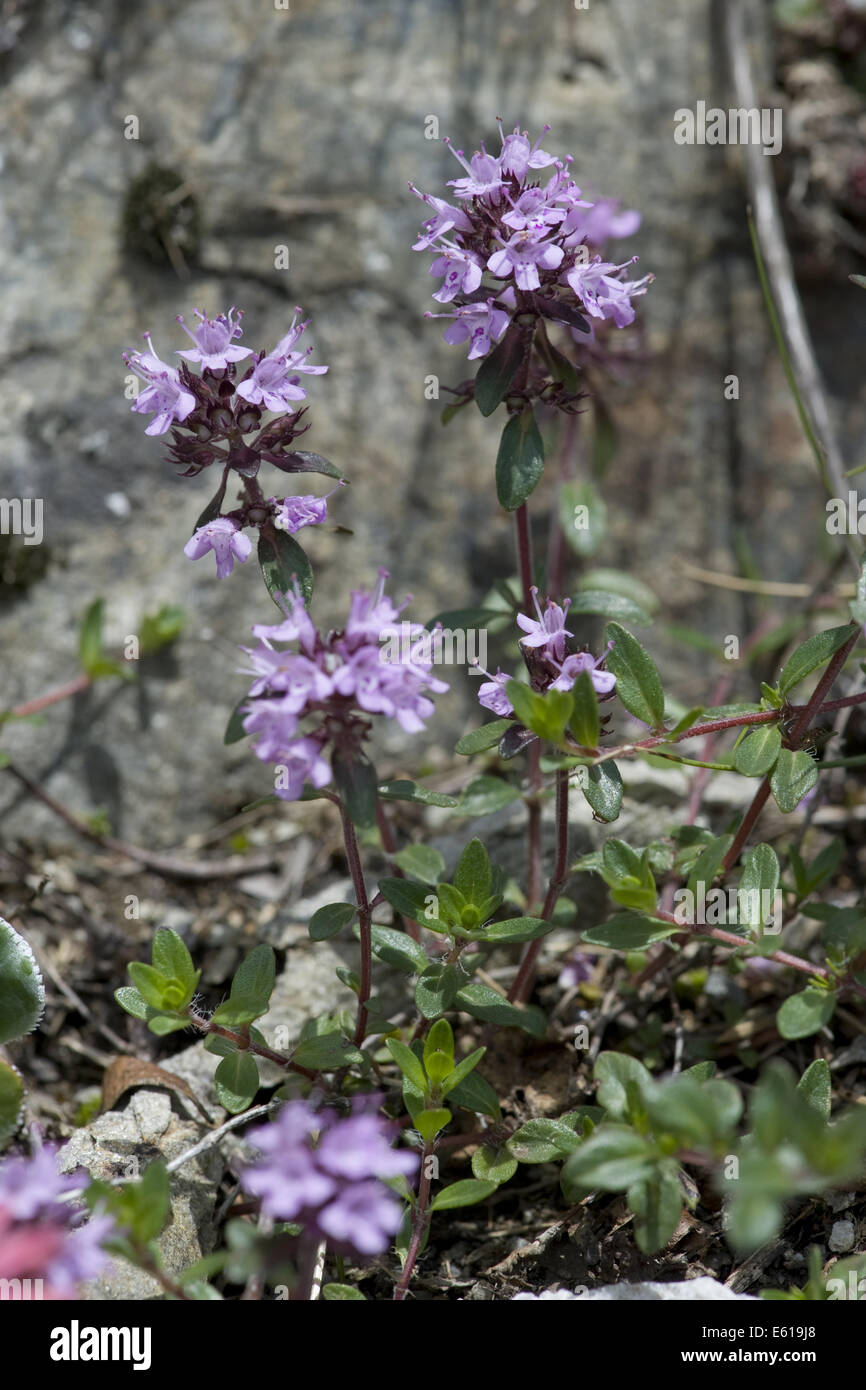 Creeping thyme hires stock photography and images Alamy