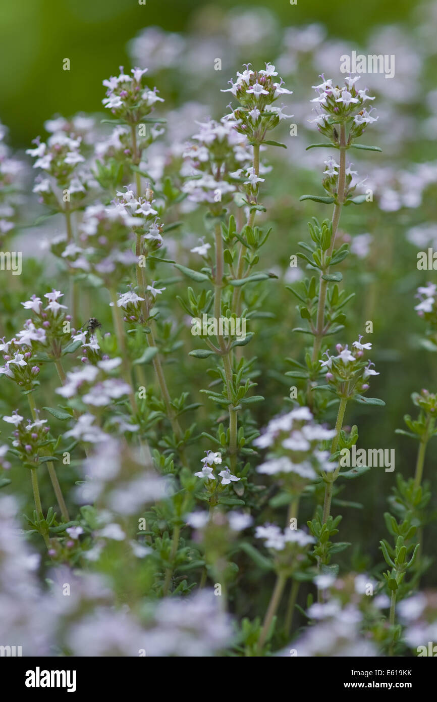 common thyme, thymus vulgaris Stock Photo Alamy