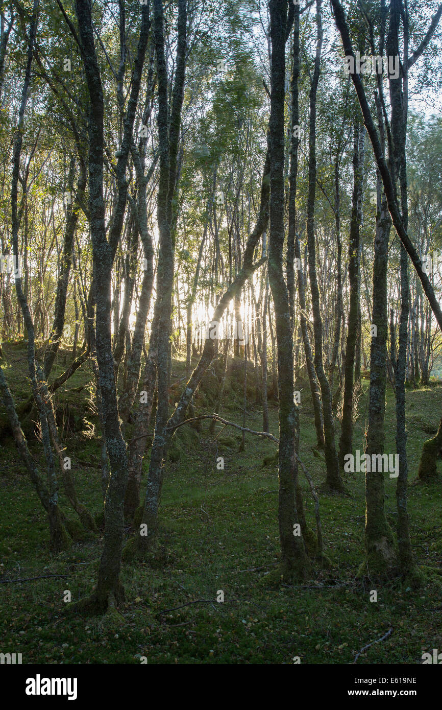 Ancient birch woodland at sunset Stock Photo