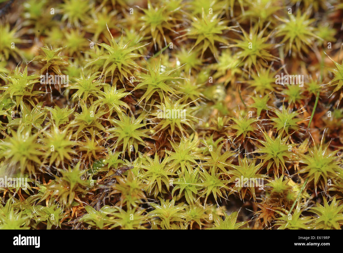 twisted moss, tortula ruraliformis Stock Photo