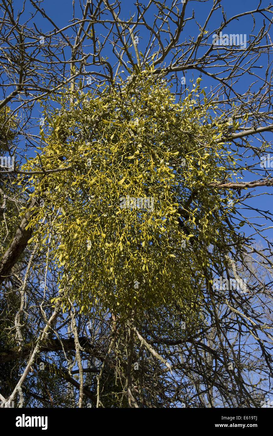mistletoe, viscum album ssp. album Stock Photo