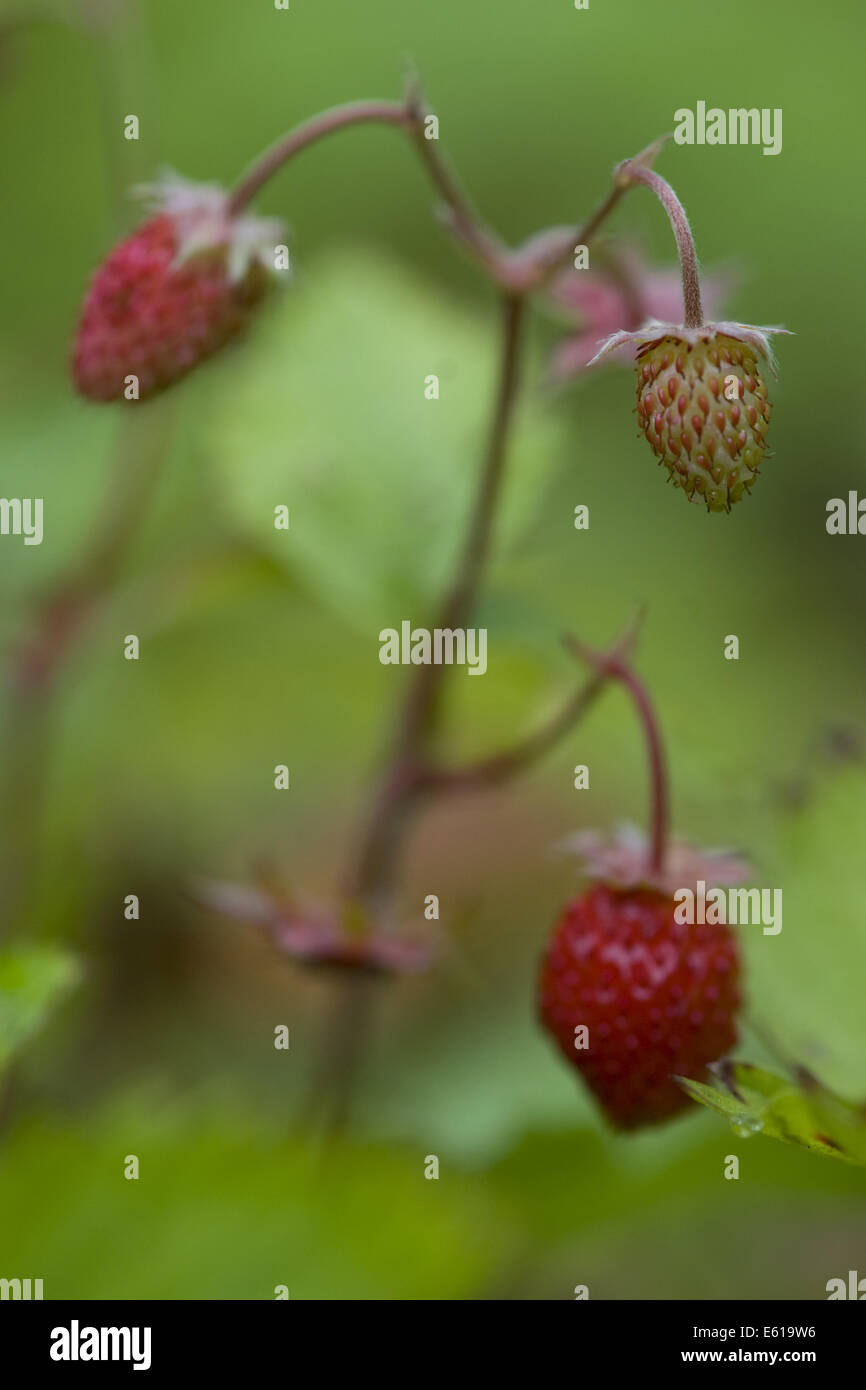 wild strawberry, fragaria vesca Stock Photo