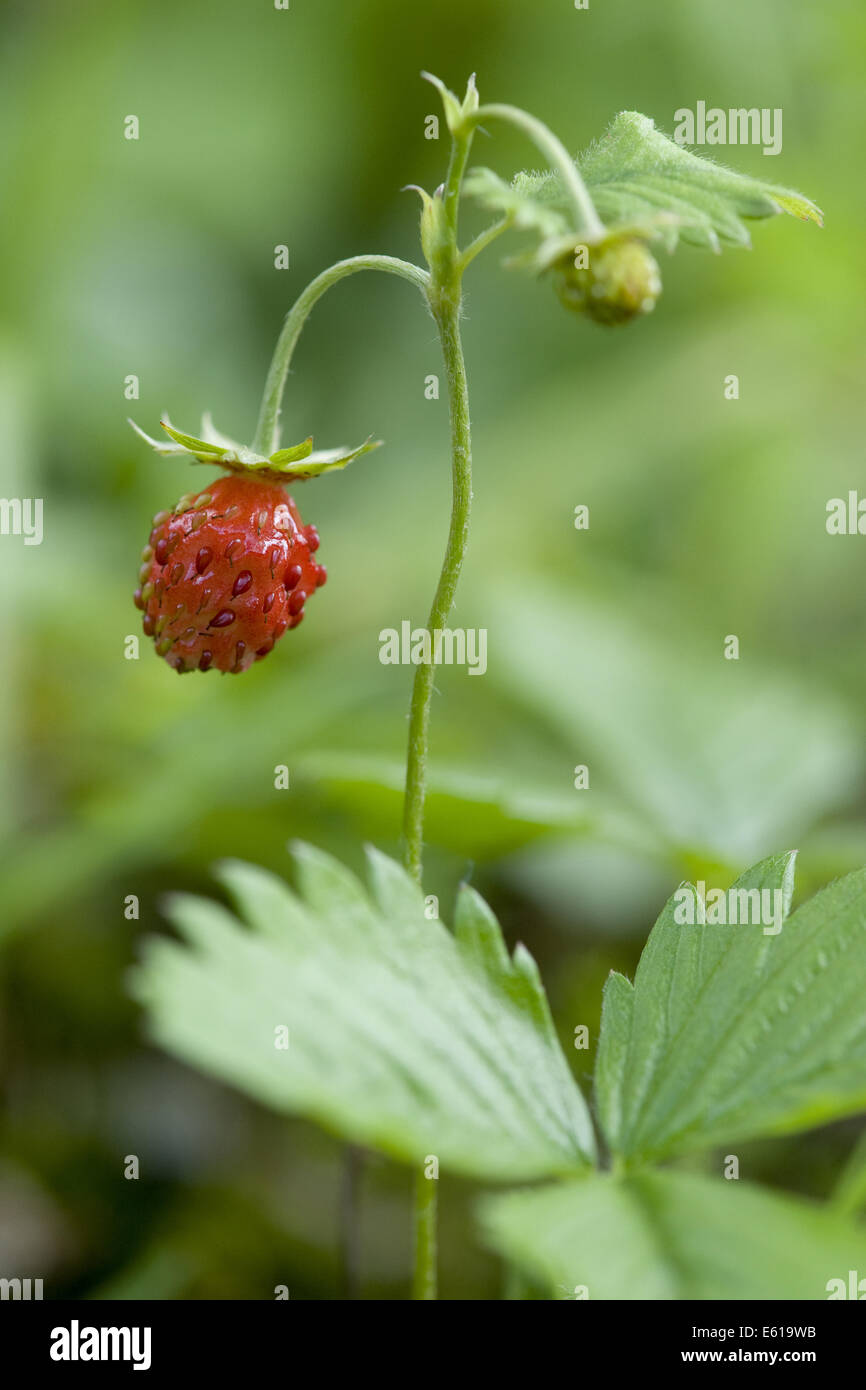 wild strawberry, fragaria vesca Stock Photo