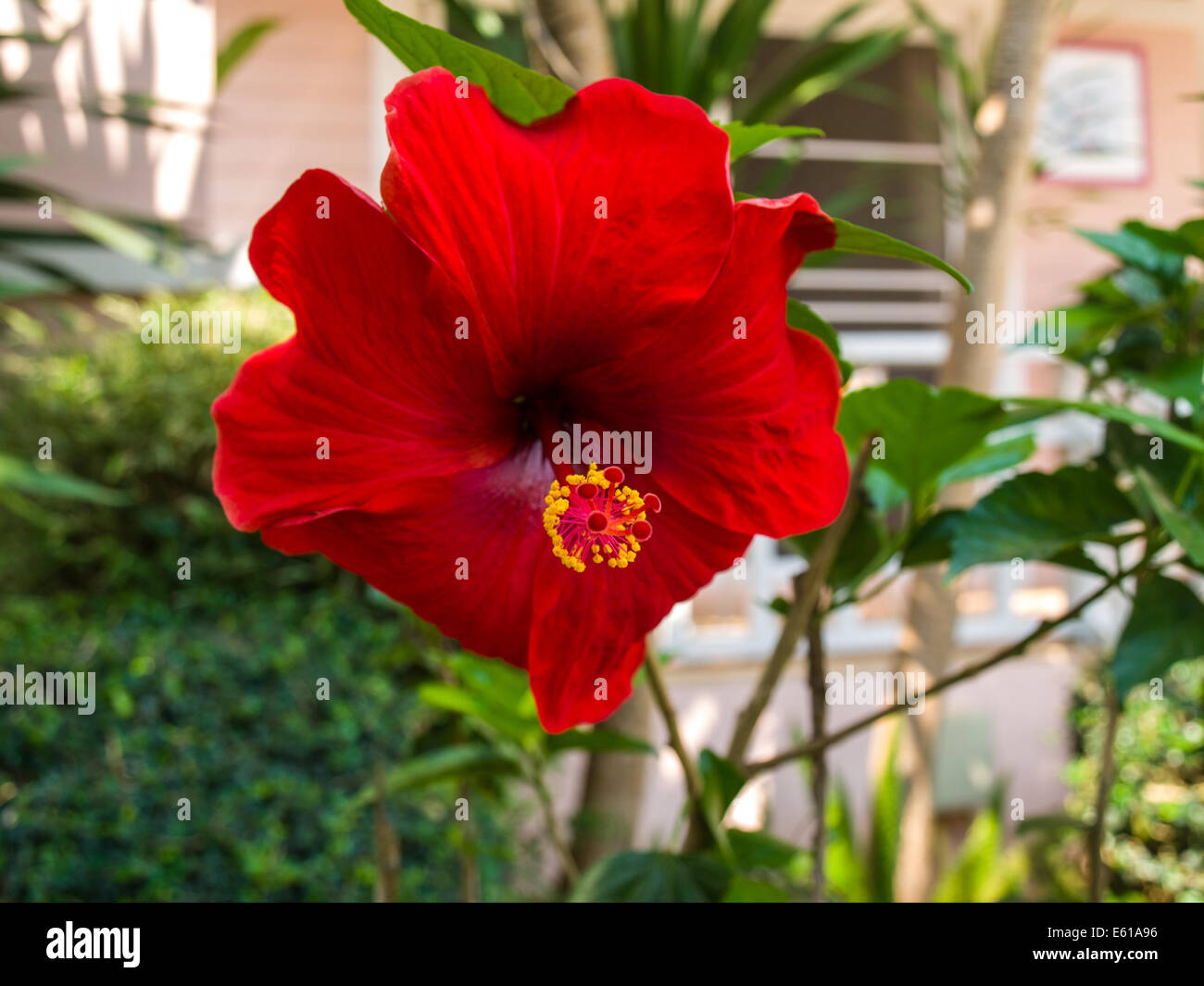 Hibiscus flower near me
