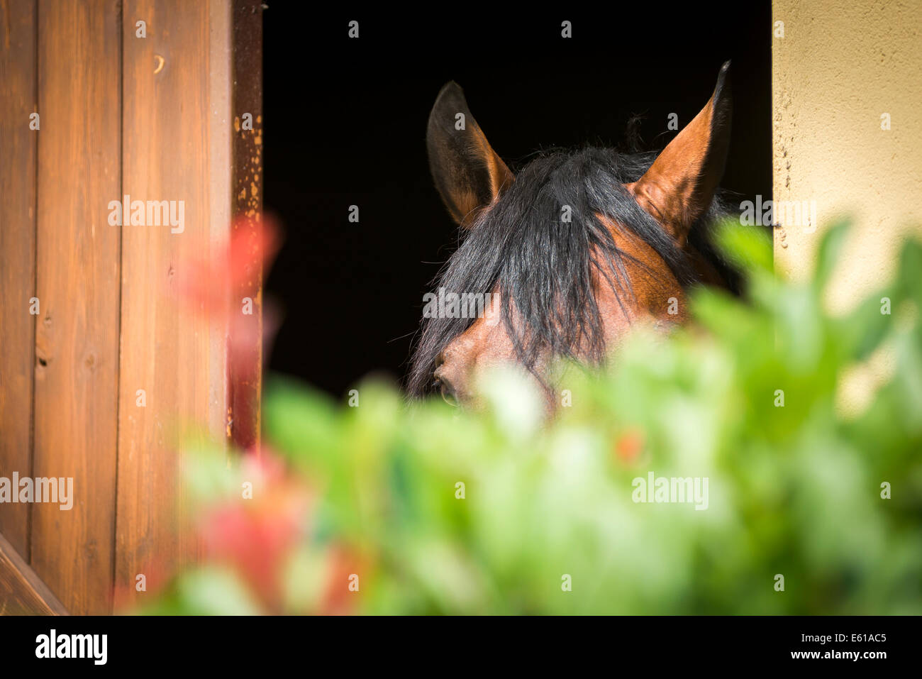 Horse at window Stock Photo
