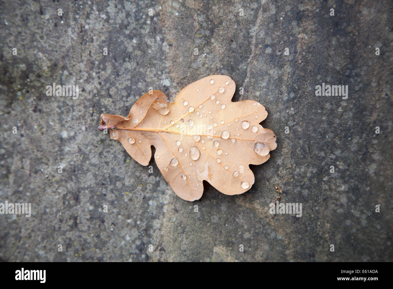 A single fallen oak leaf in autumn with rain drops on York stone in an ...