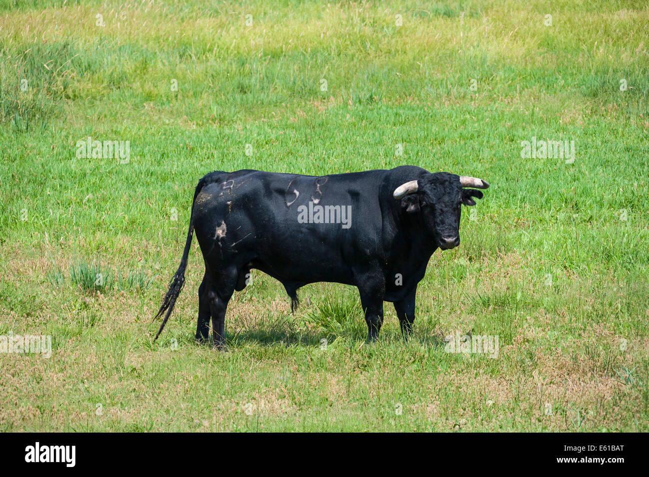 Black bull in field being bred for bullfighting in the Carmargue France. JMH6280 Stock Photo