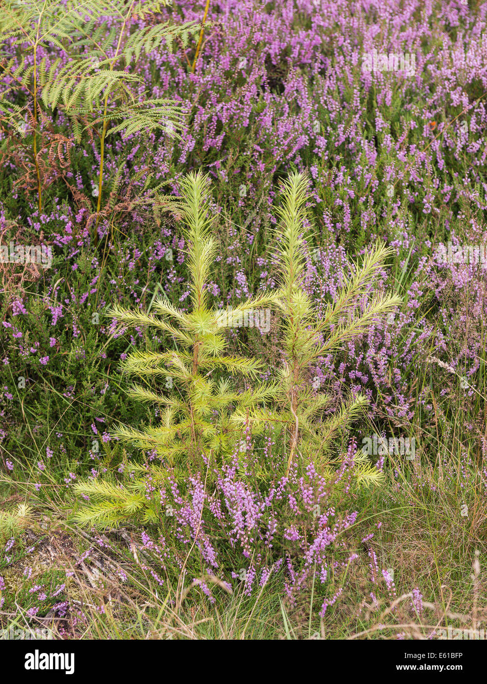 Two trees growing together hires stock photography and images Alamy