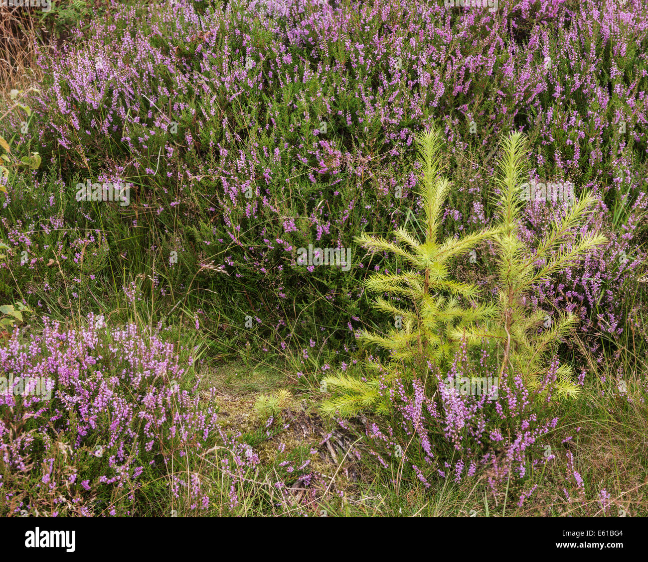 Two small fir trees growing together amongst the heather in Cliff Ridge Wood, Yorkshire, England, GB. They have been successful in seeding themselves. Stock Photo