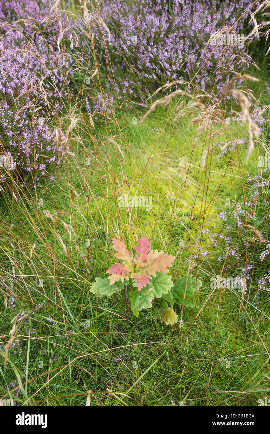 A very small oak tree growing amongst the heather in Cliff Ridge Wood, Yorkshire, England. Stock Photo