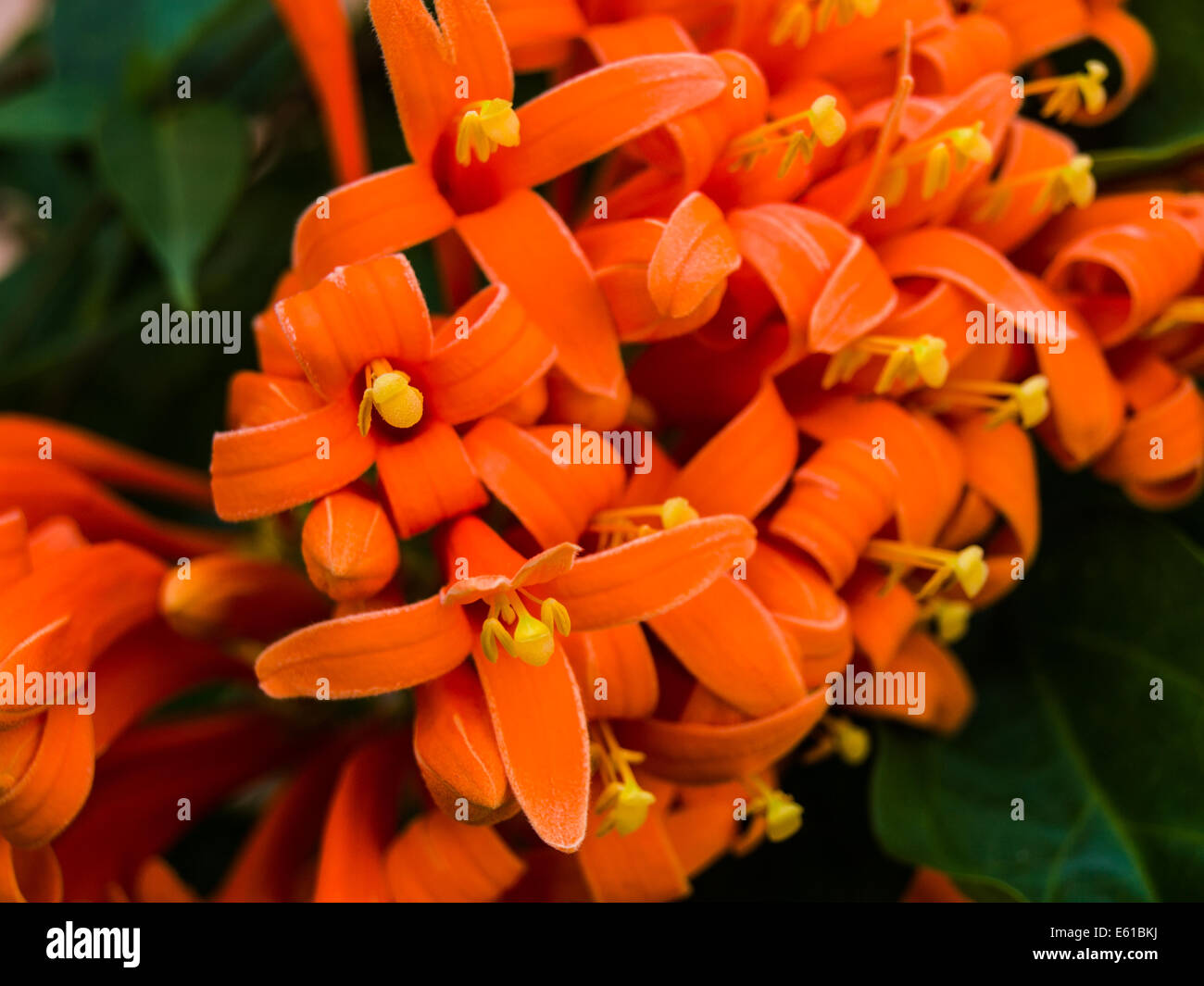 Close-up of orange trumpet flower in nature Stock Photo