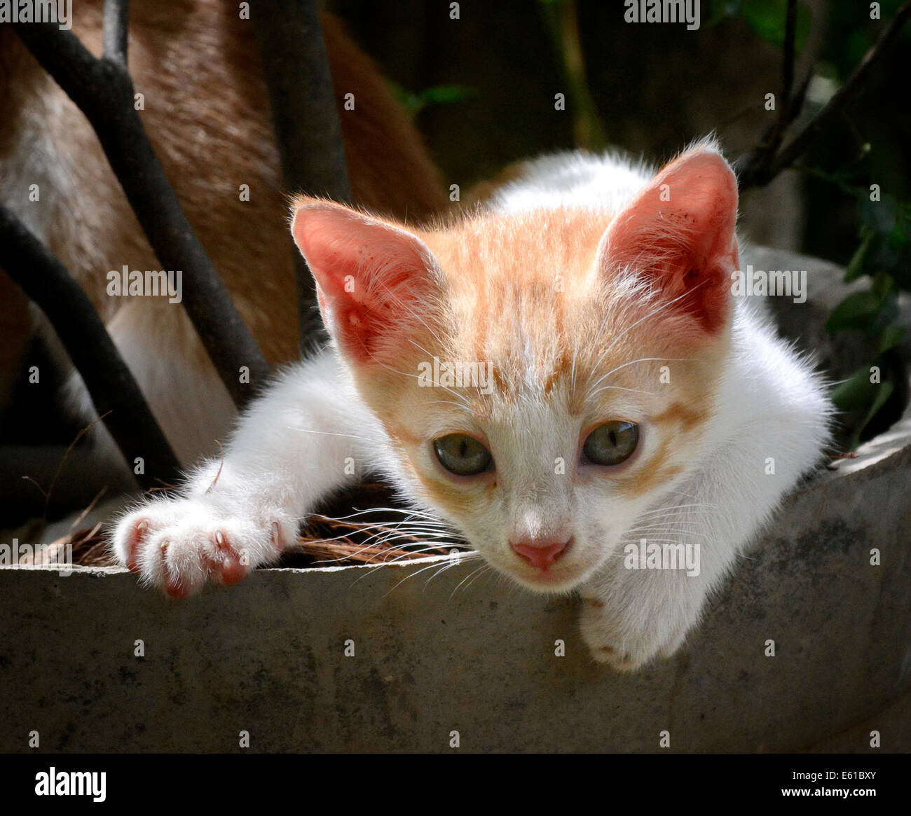 Funny kitten. Curious cat. Funny animals Stock Photo