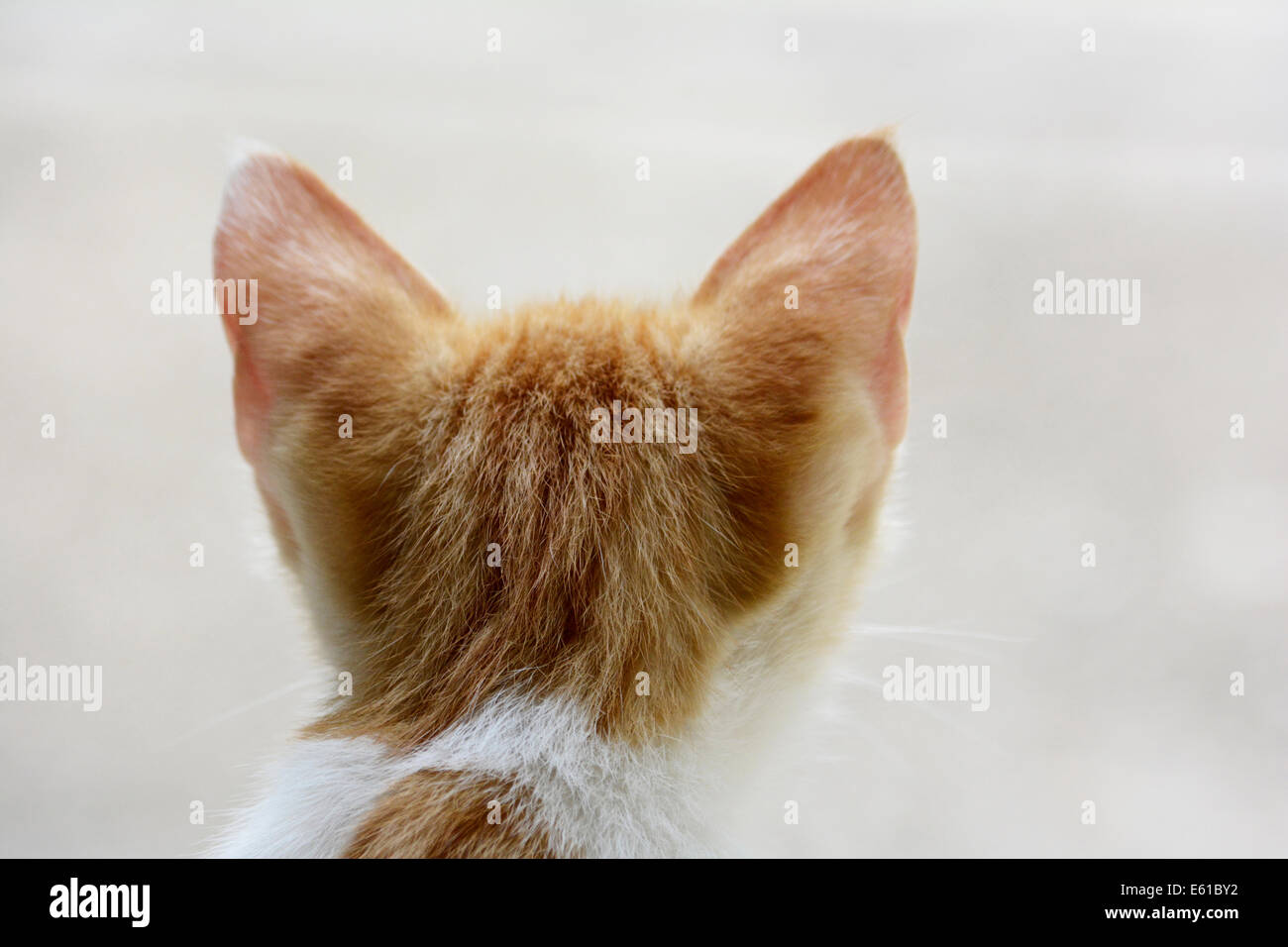 View of a cute kitten's head - from behind Stock Photo