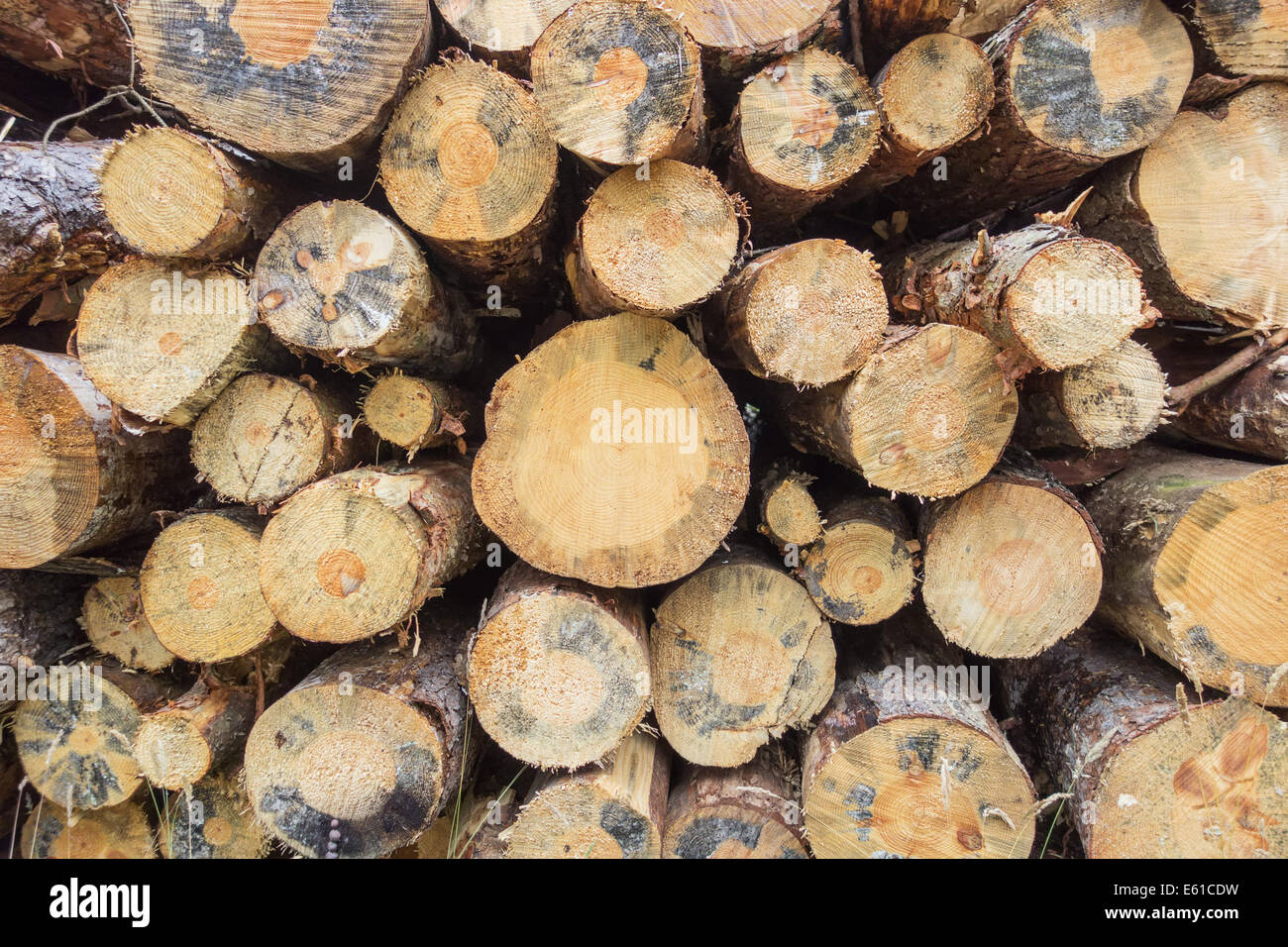 A stack of logs at the side of a track in Cliff Ridge Woods, North Yorkshire, England, GB.  These logs are likely to be chipped and used as biomass. Stock Photo