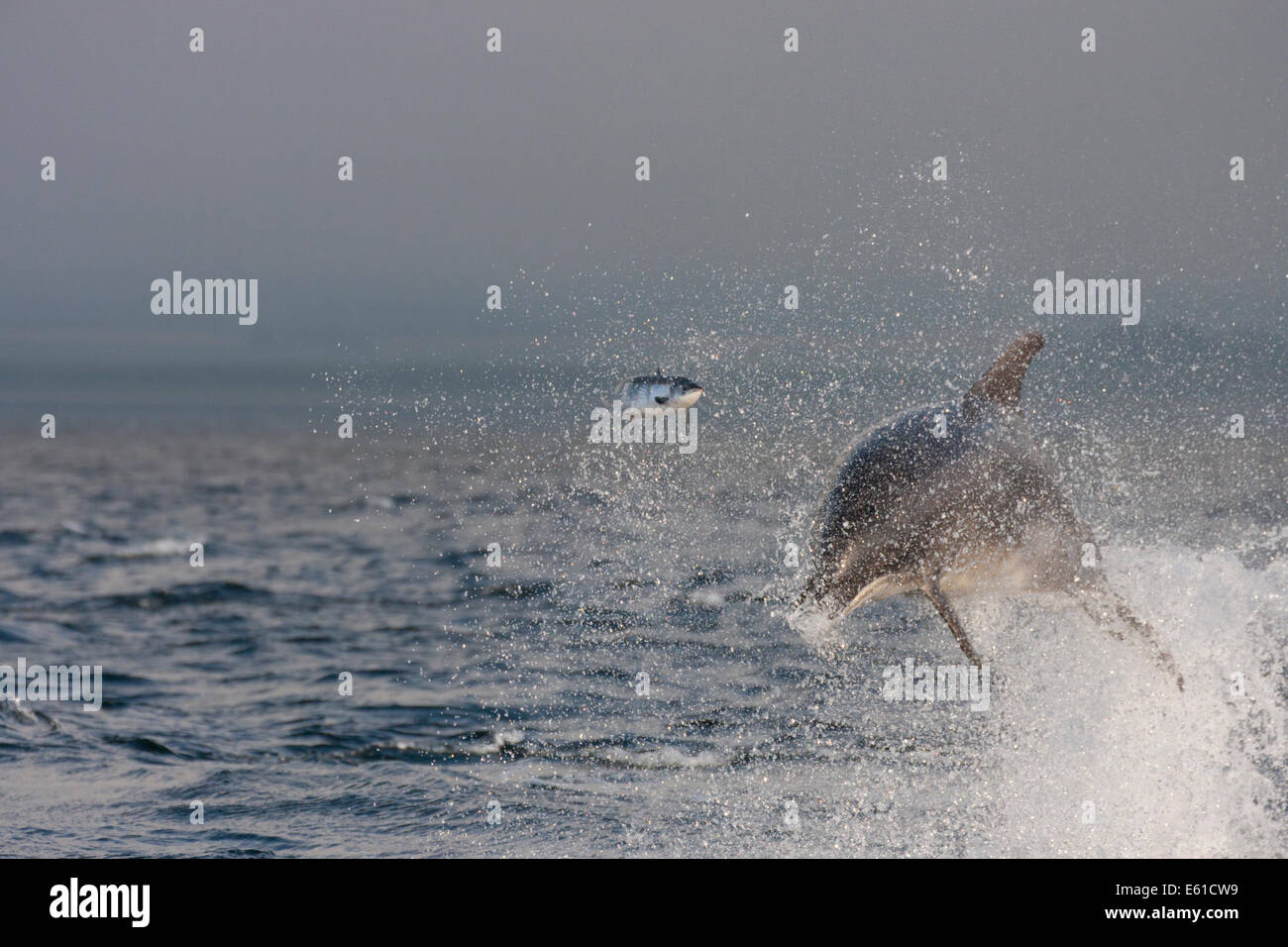 Bottlenose dolphin (Tursiops truncatus) catching a fish (salmon), Chanonry Point, Moray Firth, Highlands, Scotland, UK Stock Photo