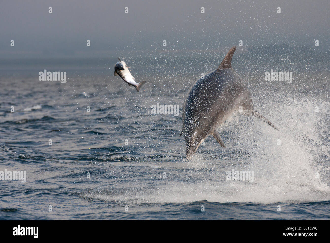 Bottlenose dolphin (Tursiops truncatus) chasing a fish (salmon), Chanonry Point, Moray Firth, Highlands, Scotland UK Stock Photo