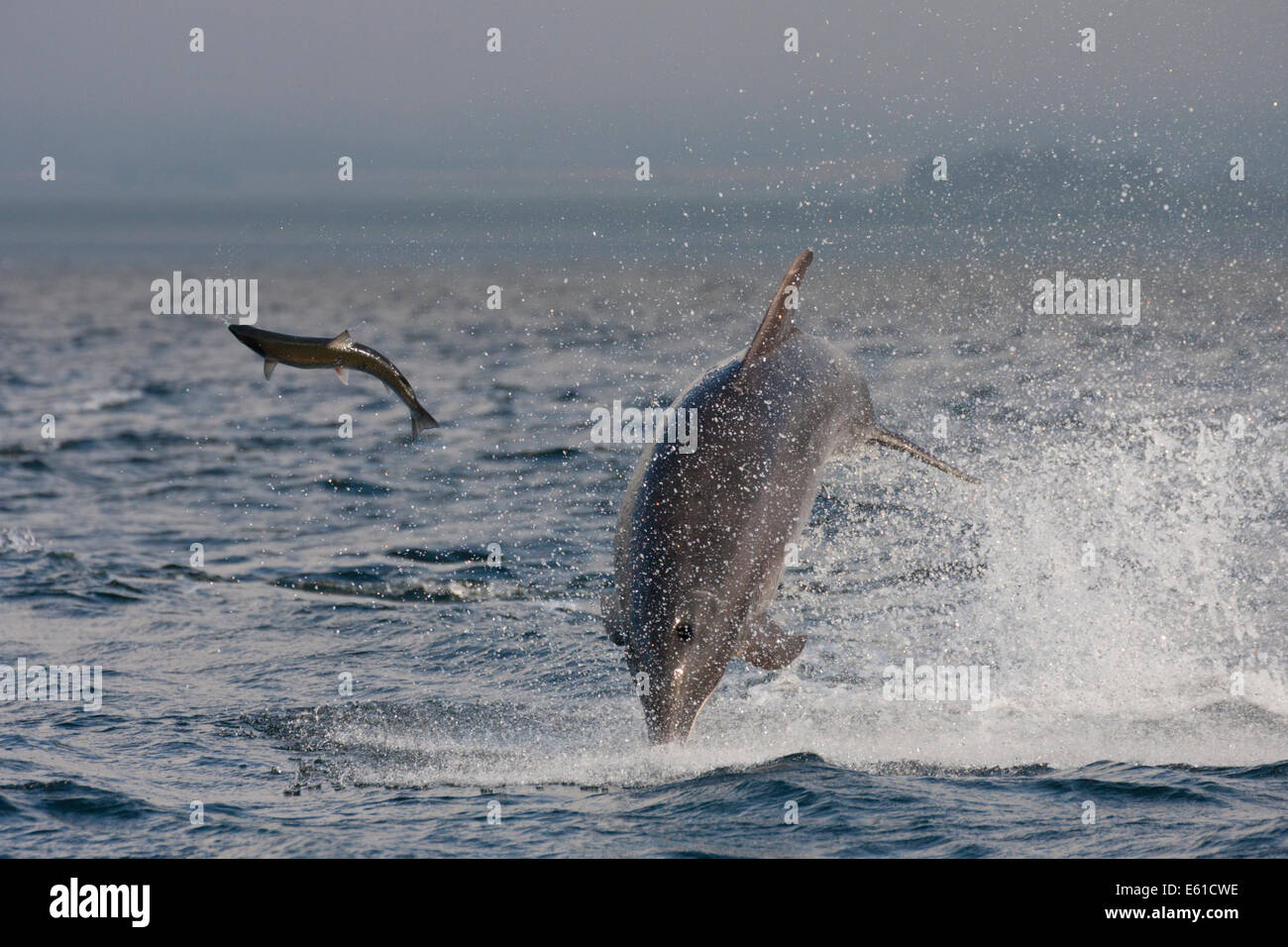 Bottlenose dolphin (Tursiops truncatus) hunting a fish (salmon), Chanonry Point, Moray Firth, Highlands, Scotland UK Stock Photo