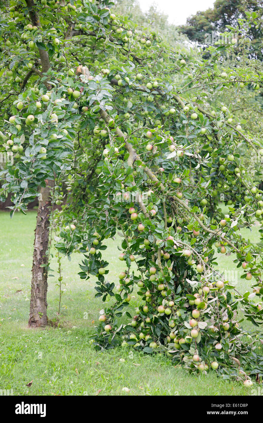Apple tree branch broken under weight of fruit Stock Photo