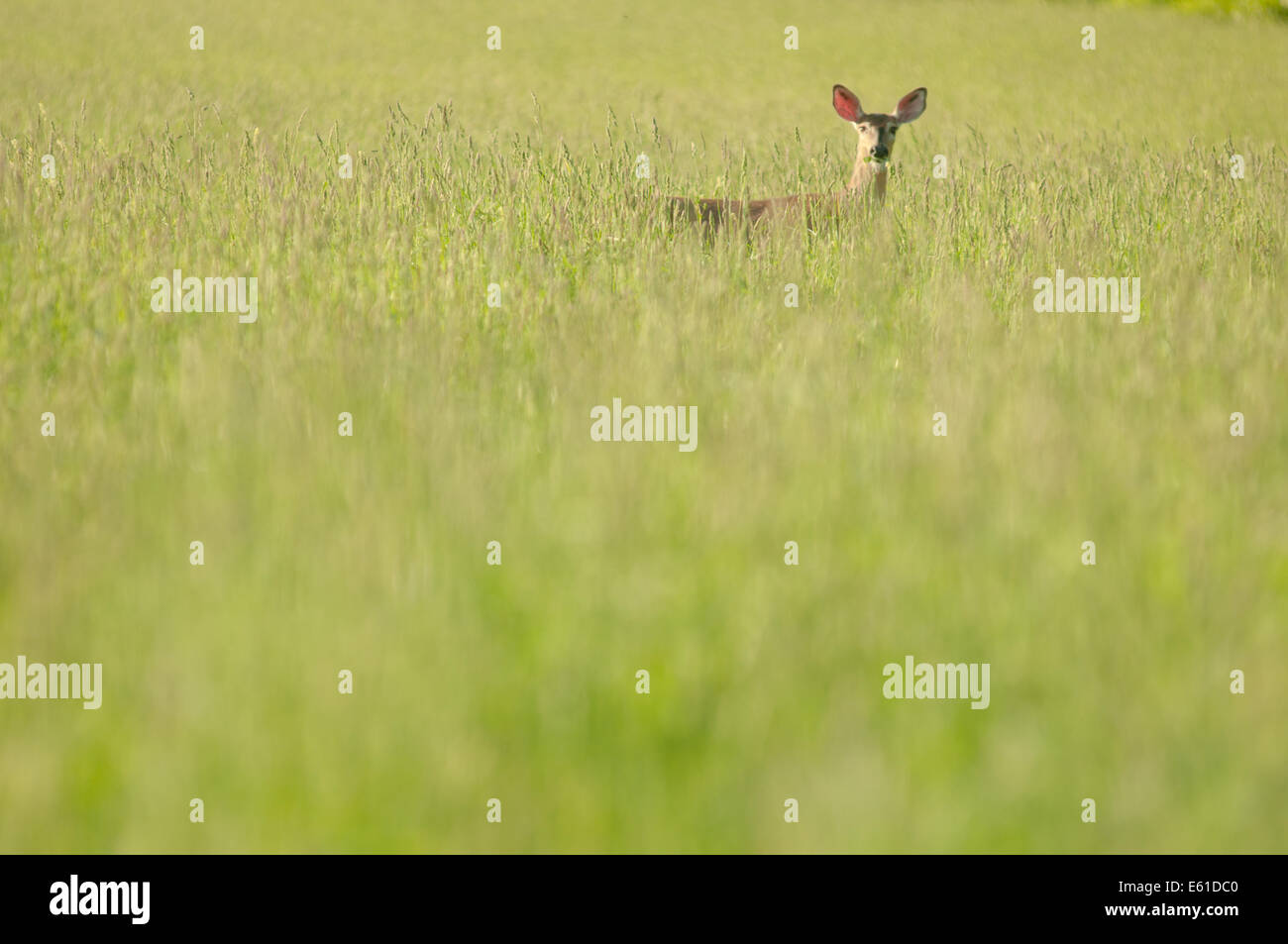 Hay field hires stock photography and images Alamy
