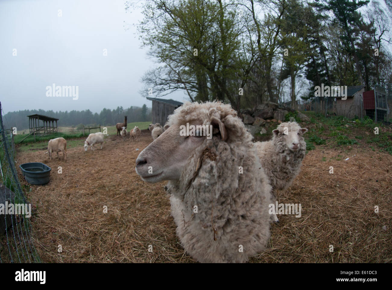 Sheep on a New England farm on a cloudy day. Shot with a fisheye lens. Stock Photo