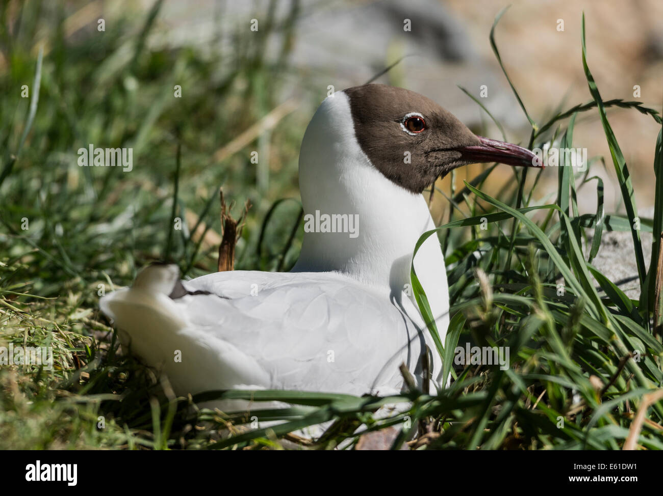 Adult Black-headed Gull, in summer plumage,on the nest. Stock Photo
