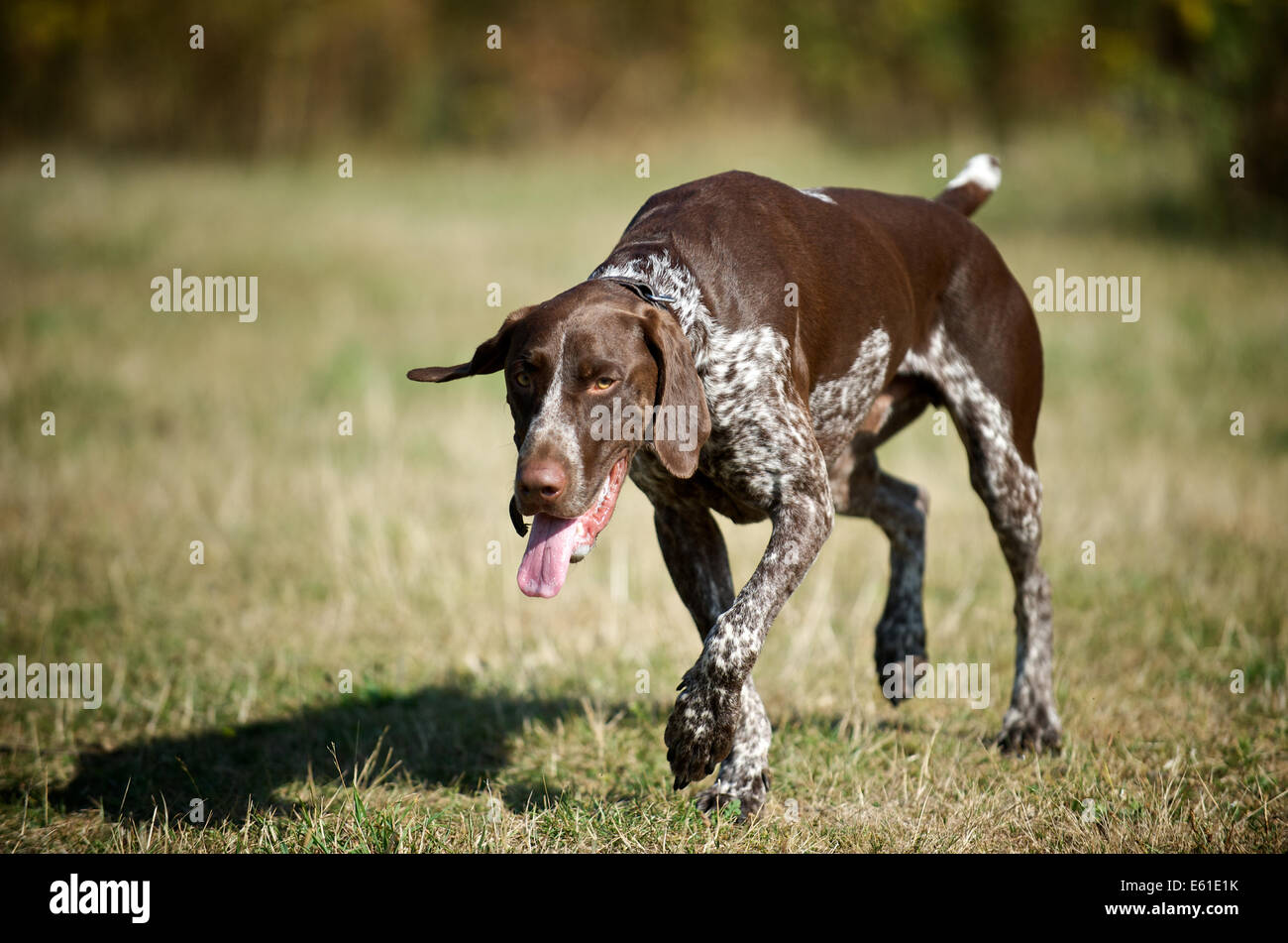 A German Shorthaired Pointer enjoying the landscape at Wimbledon Common Stock Photo