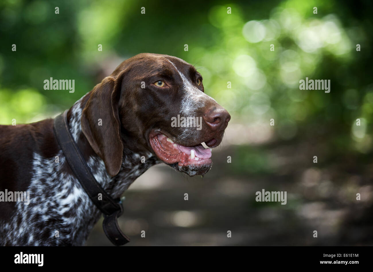 A German Shorthaired Pointer enjoying the landscape at Wimbledon Common Stock Photo