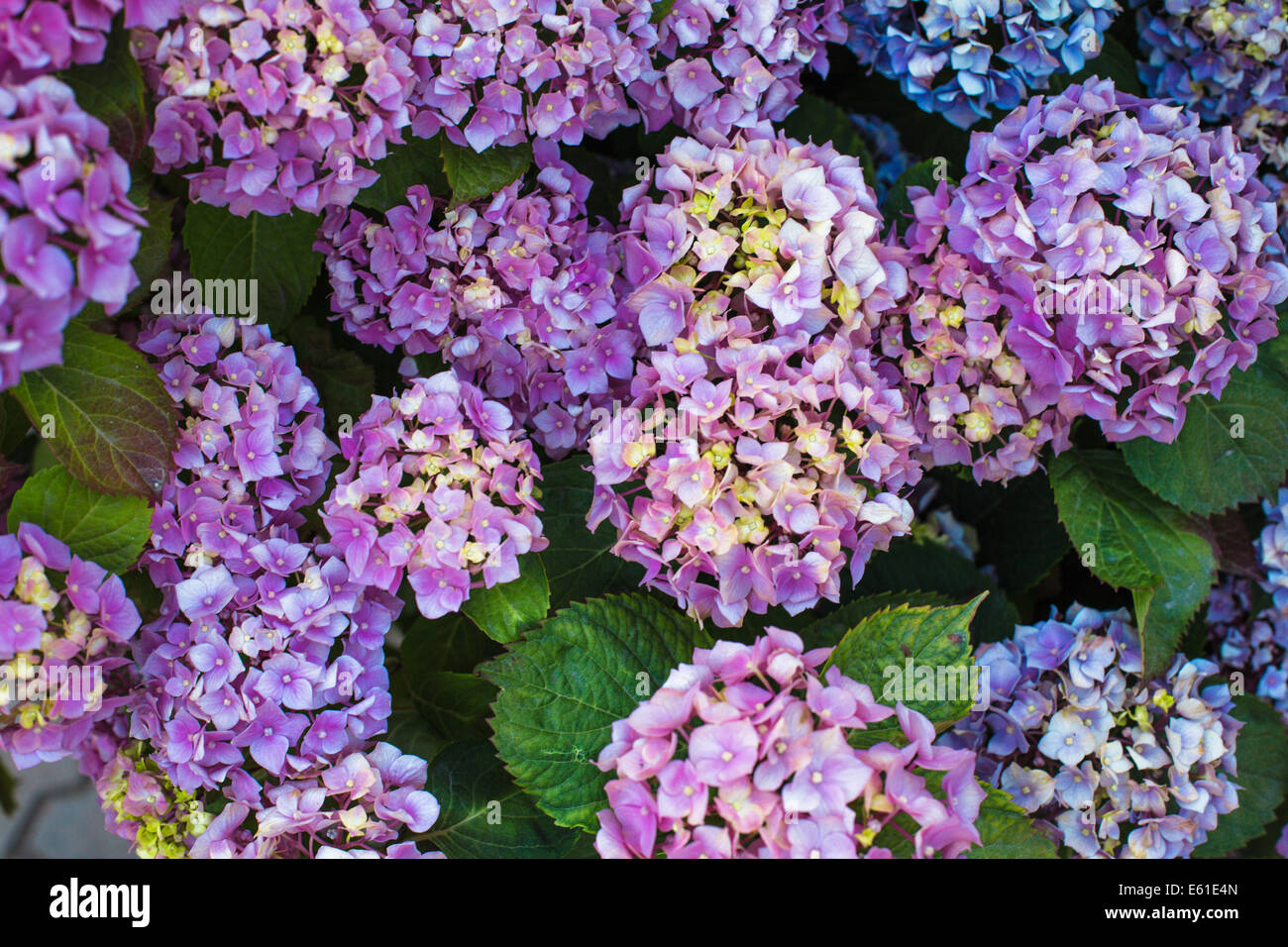 Pink hydrangea flowers on the bush in the flower garden Stock Photo - Alamy