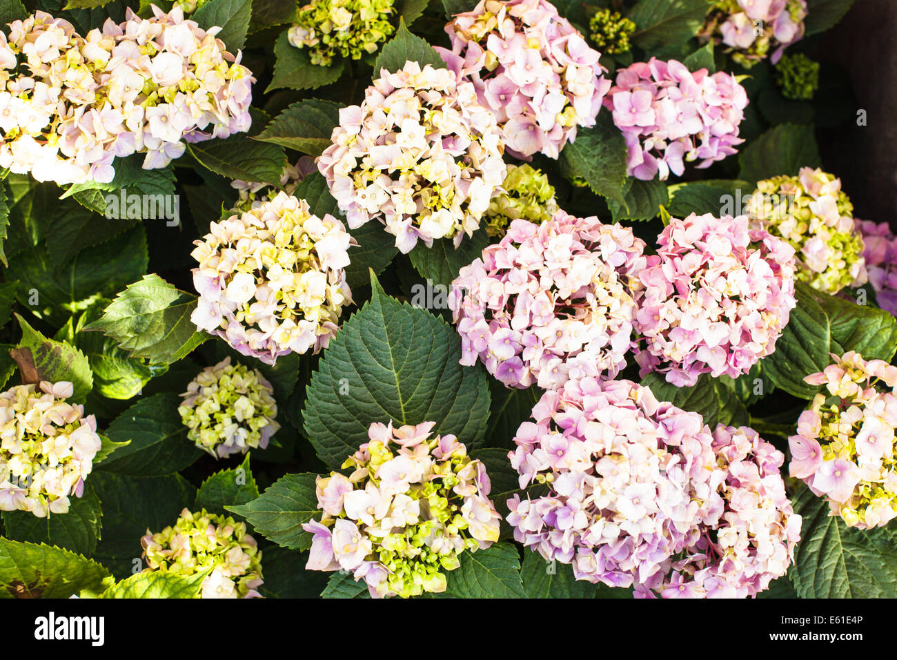 Pink hydrangea flowers on the bush in the flower garden Stock Photo - Alamy