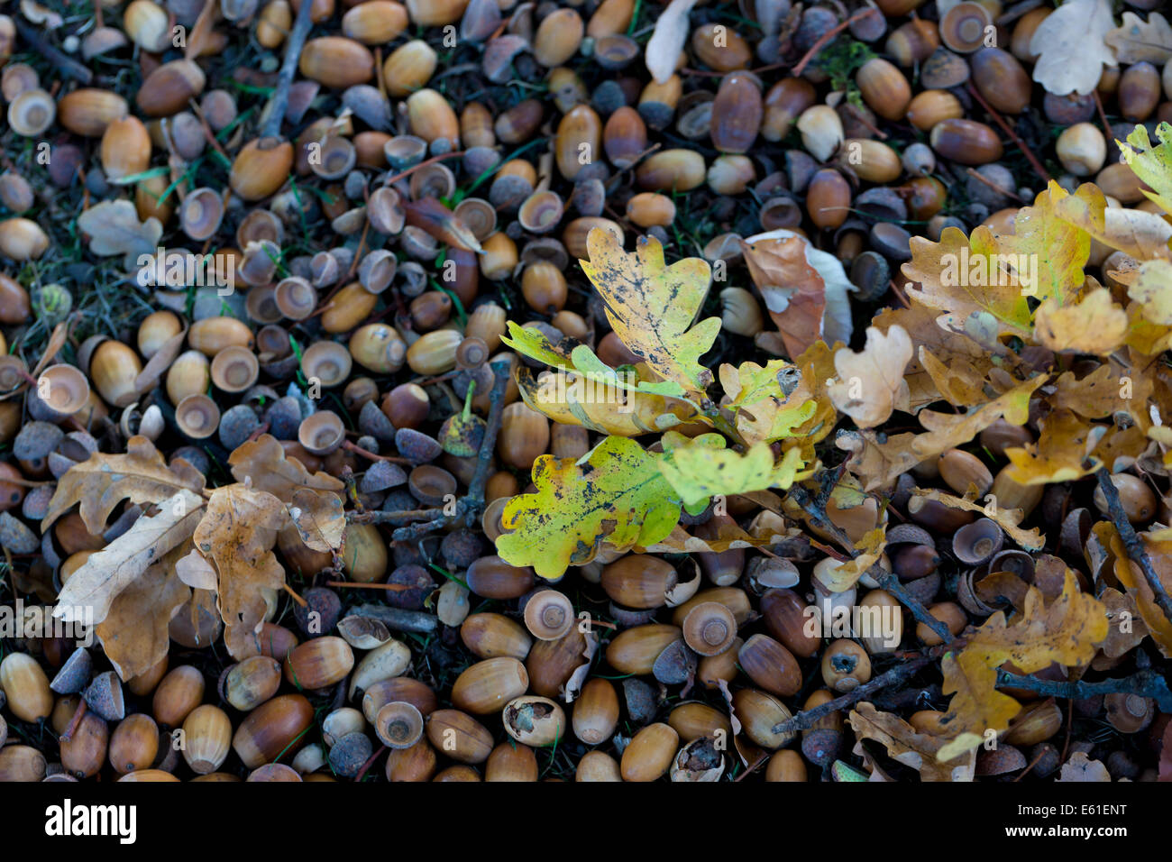 Acorn acorns hi-res stock photography and images - Alamy