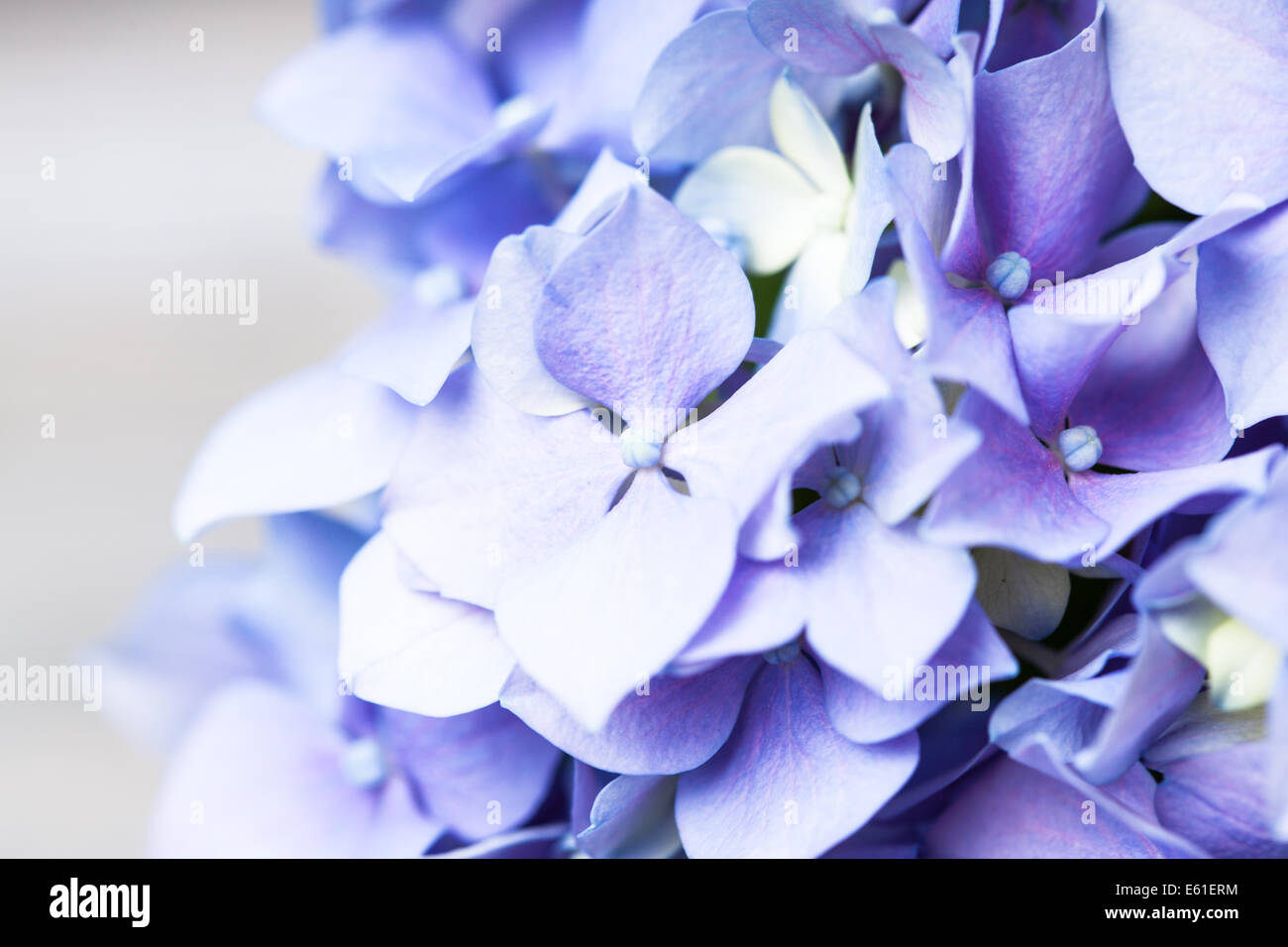 Hydrangea flowers close up as a background Stock Photo - Alamy