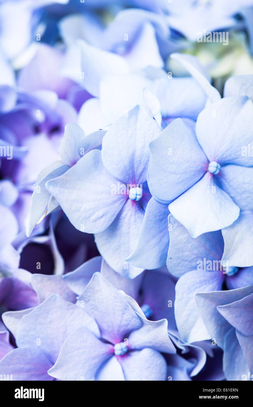 Hydrangea flowers close up as a background Stock Photo - Alamy