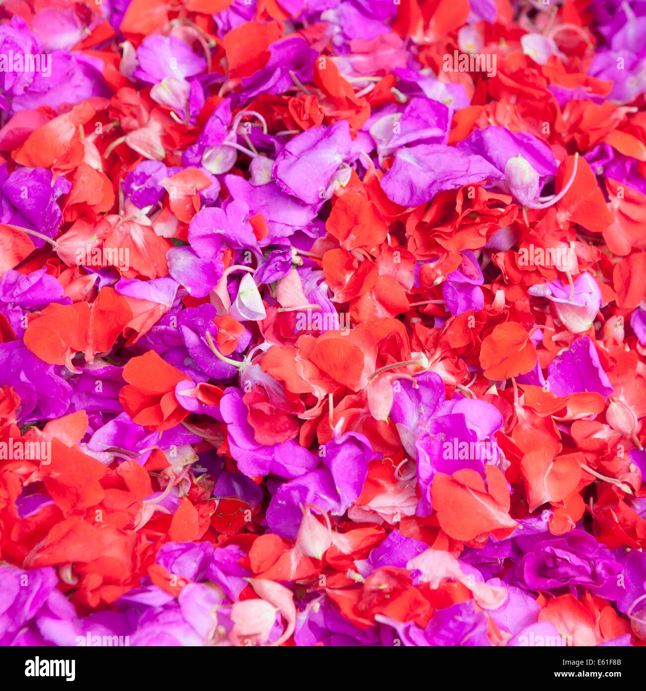Red and purple petals Stock Photo