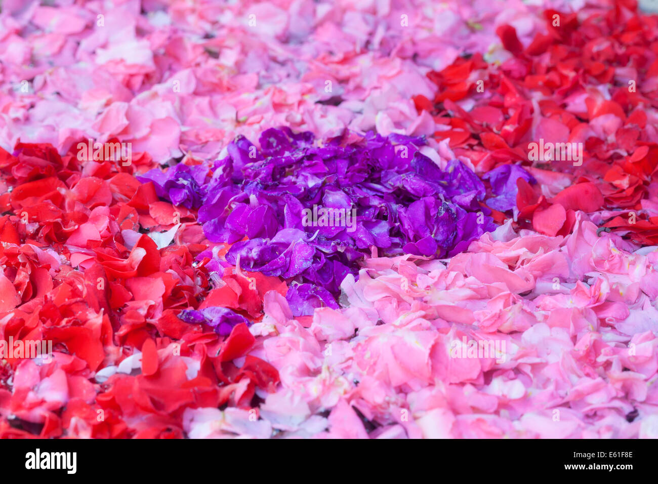 Flower petals floating in a basin of water Stock Photo Alamy