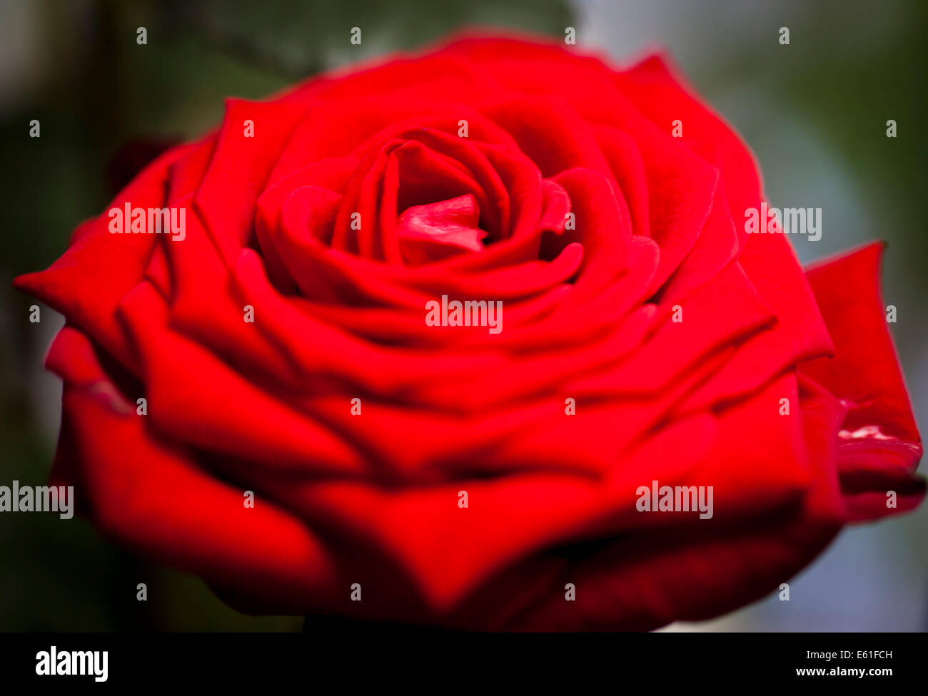 A vibrant scarlet rose in full bloom with centre in sharp focus and fore and aft pleasantly blurred Stock Photo