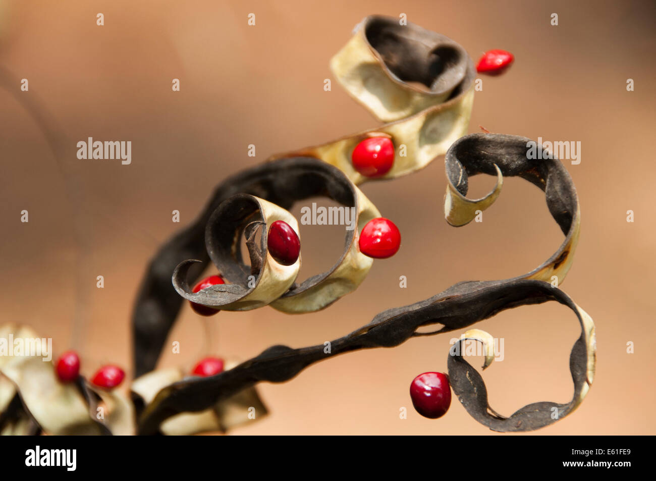Shiny red Circassian seeds hanging from tree Stock Photo