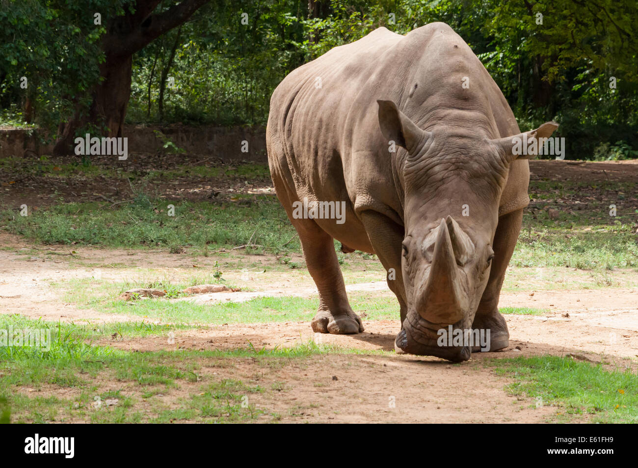 Two Horned Rhinoceros ( Ceratotherum ) Stock Photo