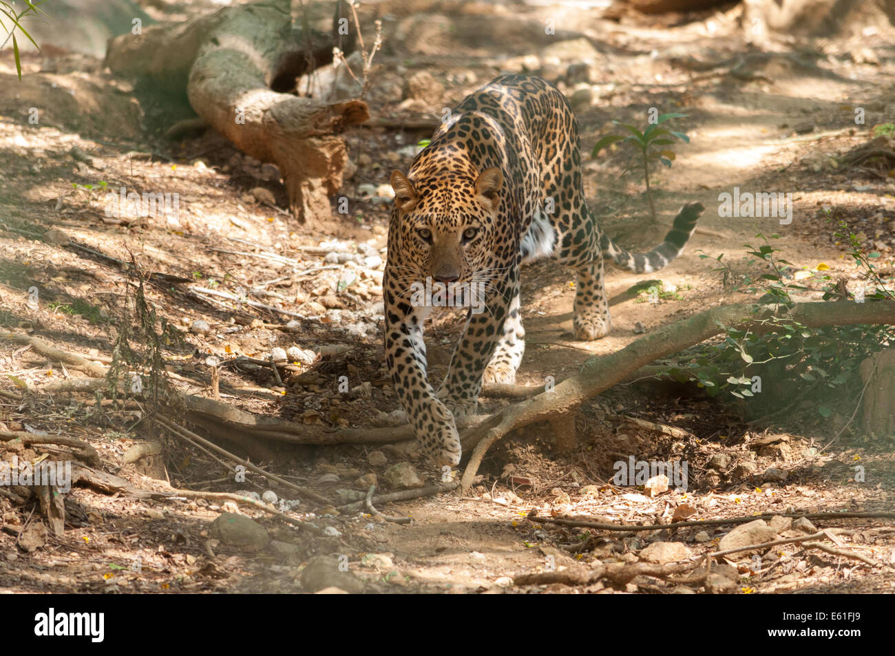 Indian Leopard Stock Photo