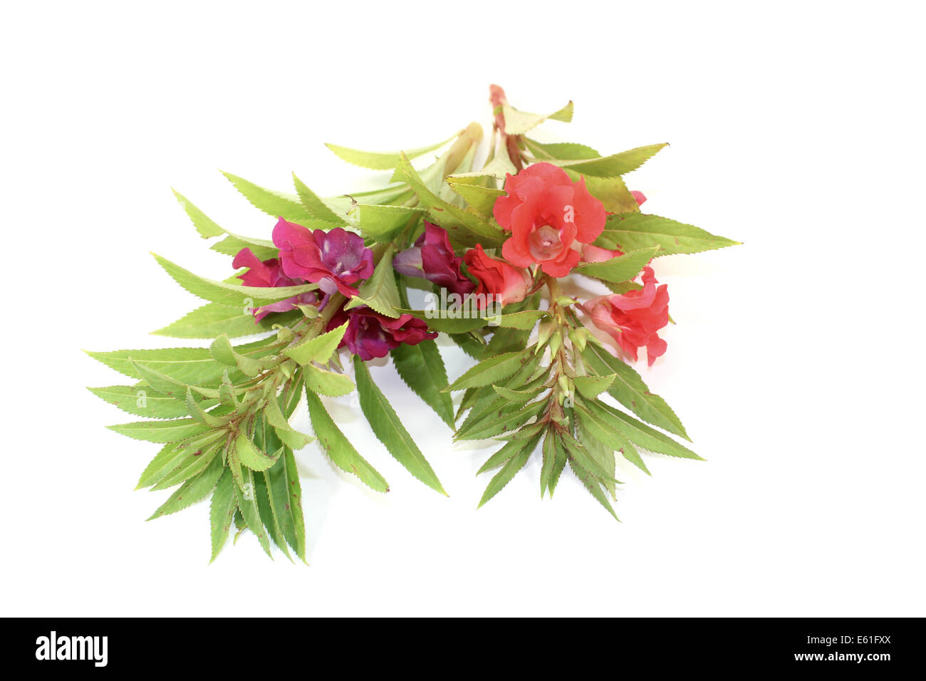 two red and purple Balsam on a light background Stock Photo