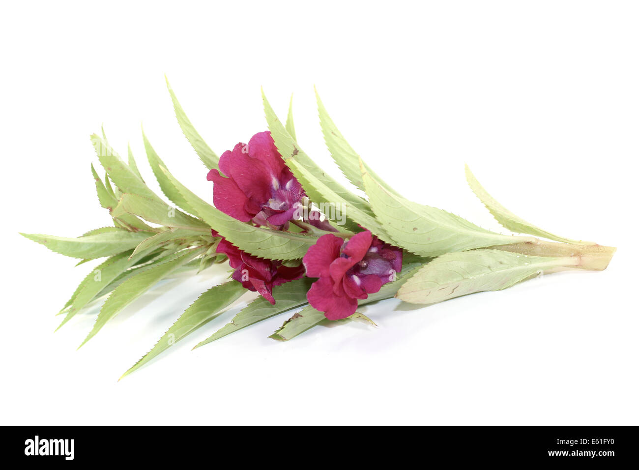 fresh purple Balsam on a light background Stock Photo