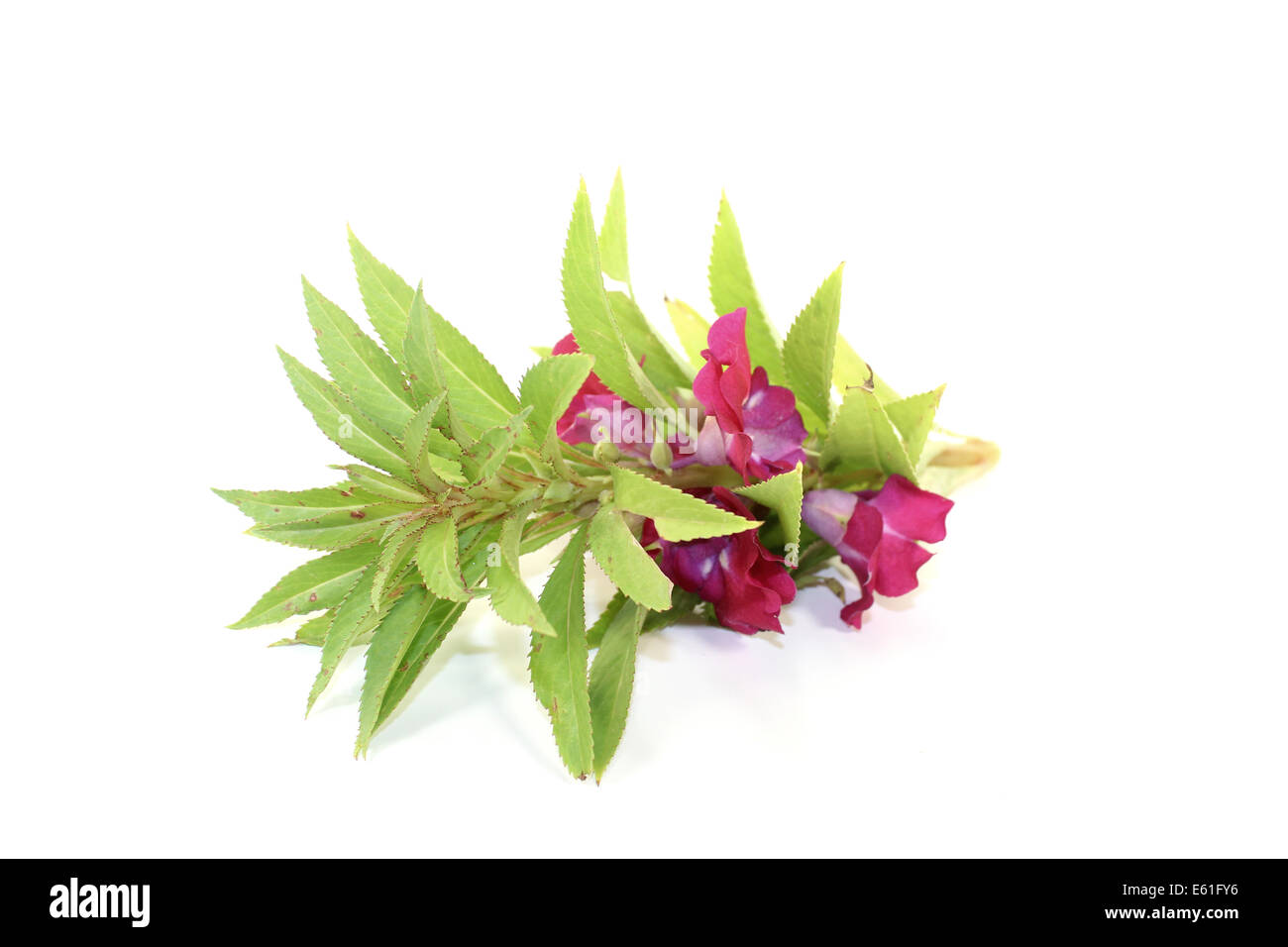 healthy purple Balsam on a light background Stock Photo