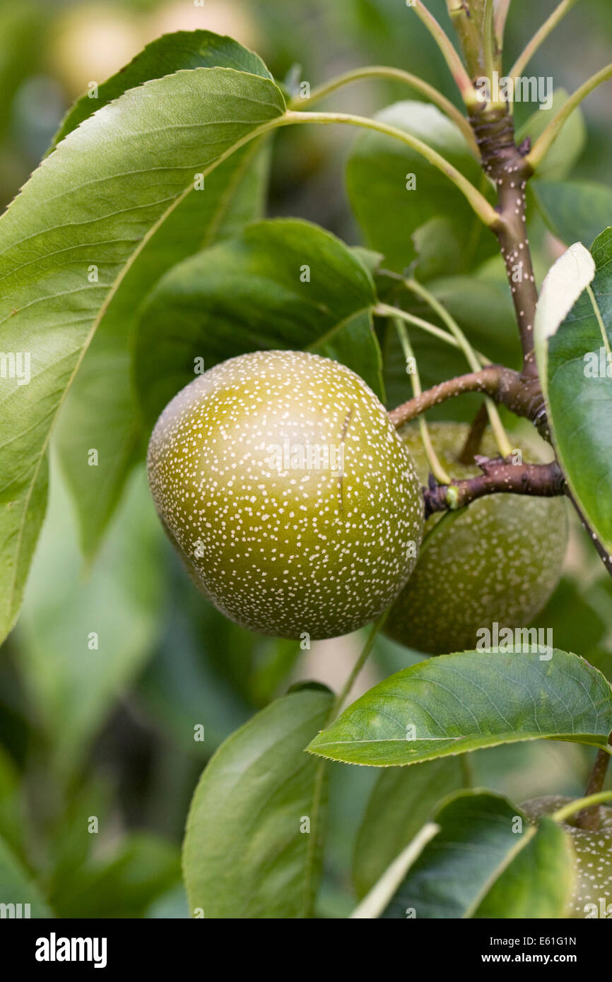 Asian fruit trees hires stock photography and images Alamy